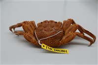 藏品(鱗形斜紋蟹)的圖片